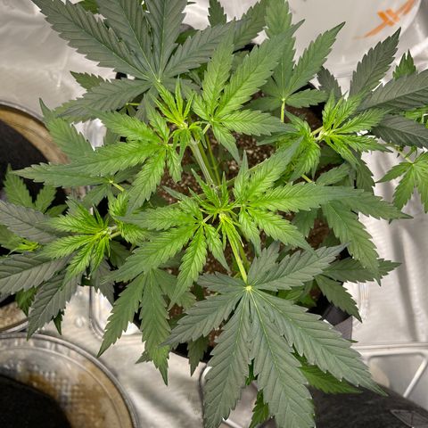9 lbs Hammer #1 growlog timeline photo