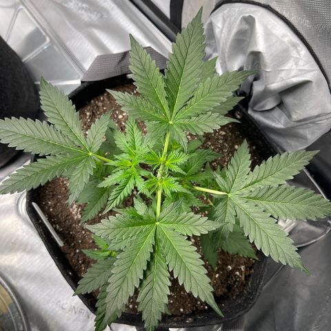9 lbs Hammer #2 growlog timeline photo
