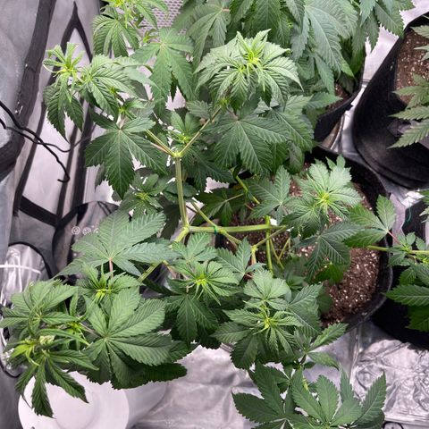 Tangerine Dream growlog timeline photo