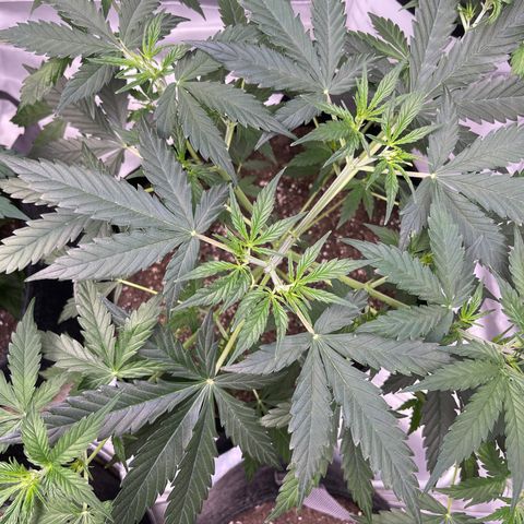 9 lbs Hammer #1 growlog timeline photo