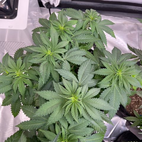 Wedding Cake growlog timeline photo