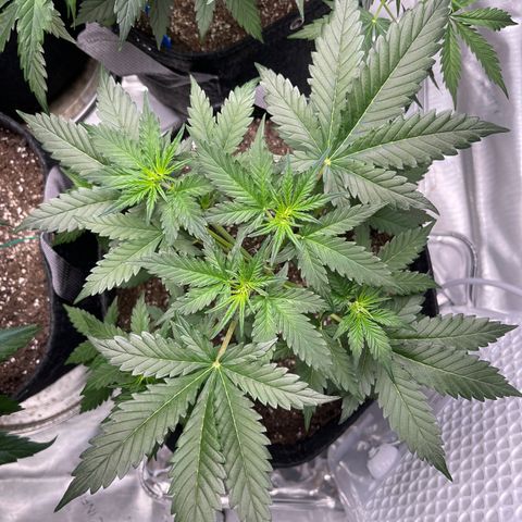 9 lbs Hammer #2 growlog timeline photo