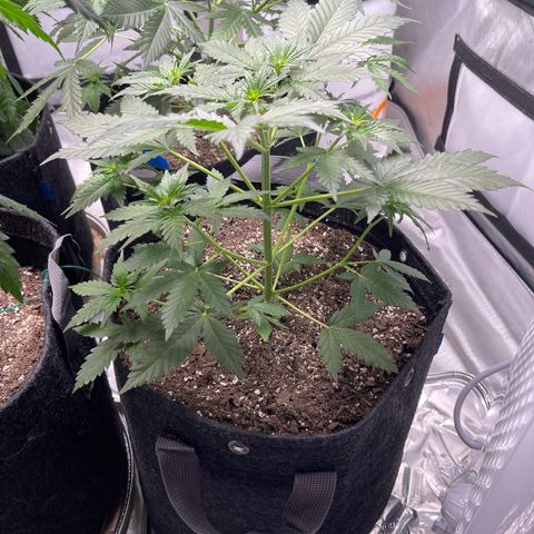 9 lbs Hammer #2 growlog timeline photo
