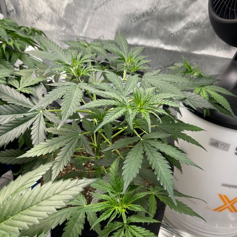 9 lbs Hammer #1 growlog timeline photo