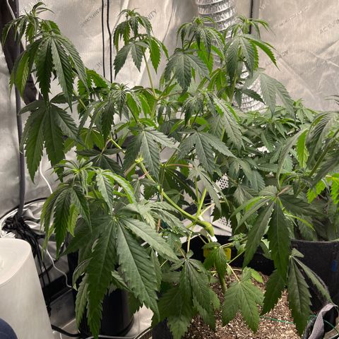 Tangerine Dream growlog timeline photo