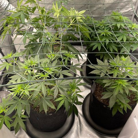 9 lbs Hammer #1 growlog photo: Set up Scrog net and tucked Tangerine Dream leaves.