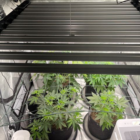 9 lbs Hammer #1 growlog photo: Set up new SZHLUX 800w grow light.