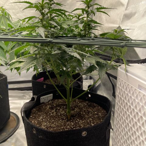 9 lbs Hammer #2 growlog timeline photo