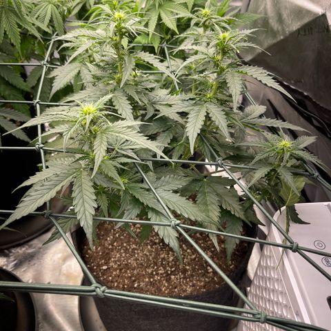9 lbs Hammer #2 growlog timeline photo