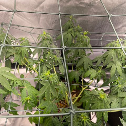 Tangerine Dream growlog timeline photo
