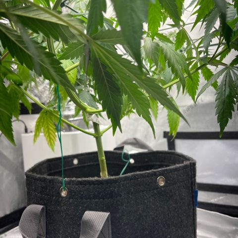 Tangerine Dream growlog timeline photo
