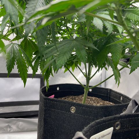 Wedding Cake growlog timeline photo