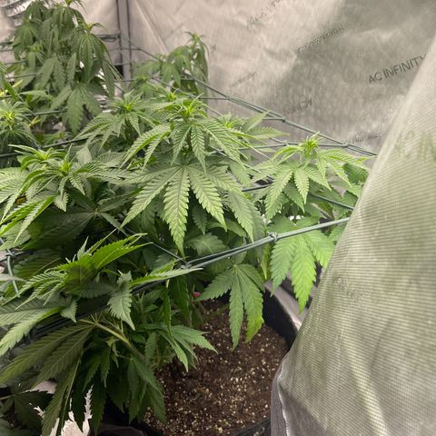 Wedding Cake growlog timeline photo