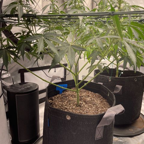 9 lbs Hammer #1 growlog timeline photo