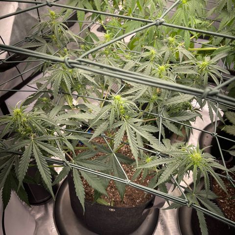 9 lbs Hammer #1 growlog timeline photo
