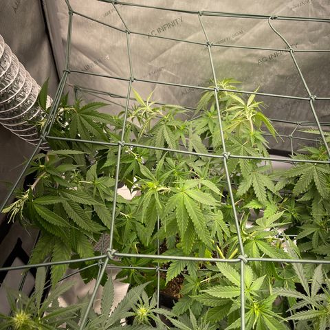 Tangerine Dream growlog timeline photo