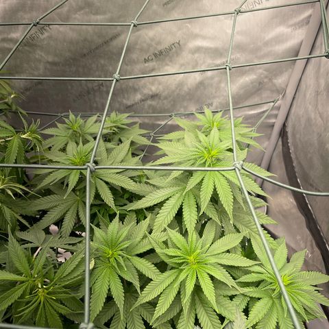 Wedding Cake growlog timeline photo
