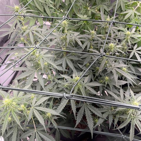 9 lbs Hammer #1 growlog timeline photo