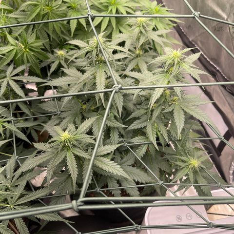 9 lbs Hammer #2 growlog timeline photo