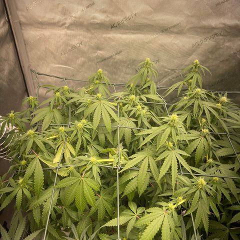 Tangerine Dream growlog timeline photo