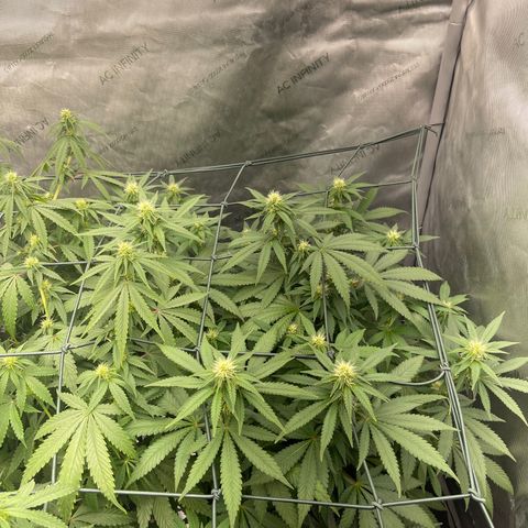 Wedding Cake growlog timeline photo