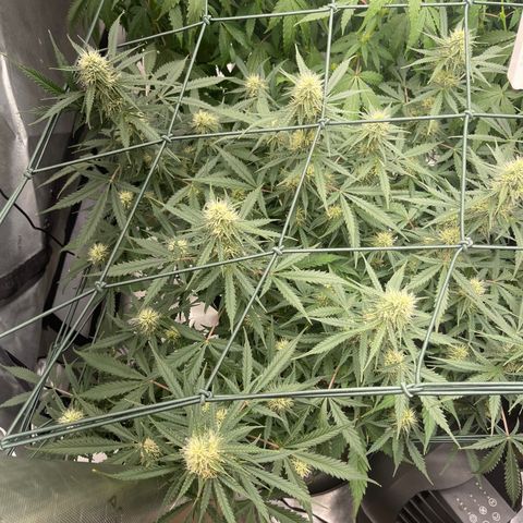 9 lbs Hammer #1 growlog timeline photo