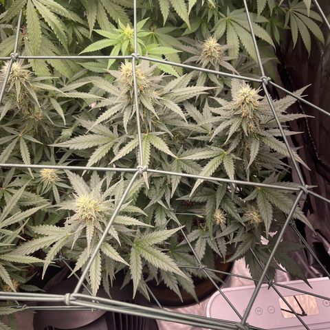 9 lbs Hammer #2 growlog timeline photo