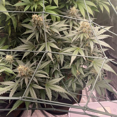 9 lbs Hammer #2 growlog timeline photo