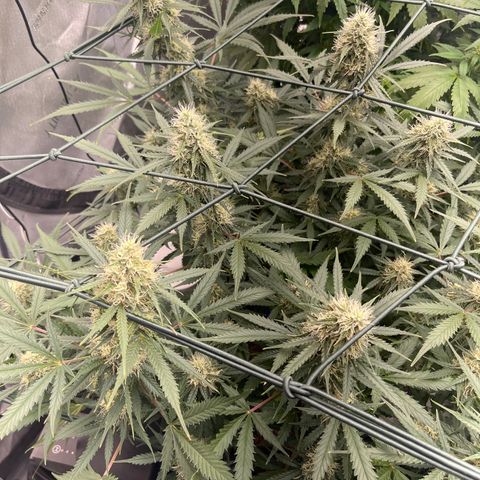 9 lbs Hammer #1 growlog timeline photo