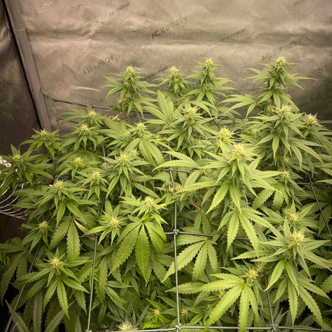 Tangerine Dream growlog timeline photo
