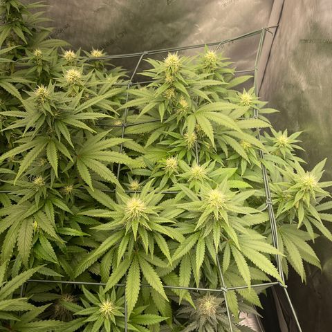 Wedding Cake growlog timeline photo
