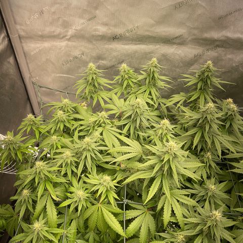 Tangerine Dream growlog timeline photo