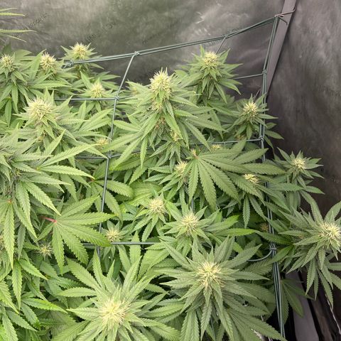 Wedding Cake growlog timeline photo