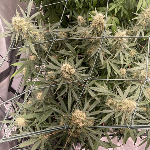 9 lbs Hammer #1 growlog timeline photo