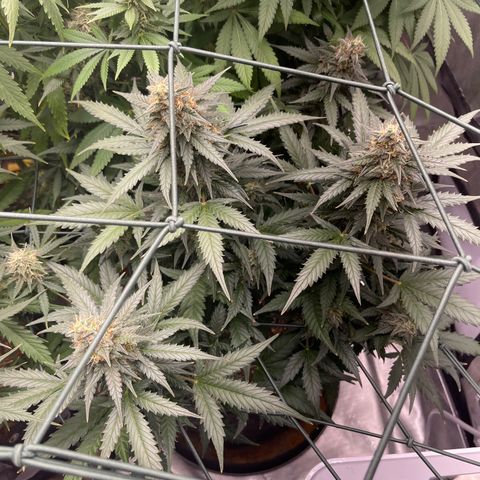9 lbs Hammer #2 growlog timeline photo