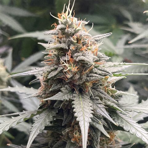 9 lbs Hammer #2 growlog timeline photo