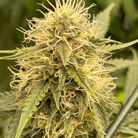 9 lbs Hammer #1 growlog timeline photo