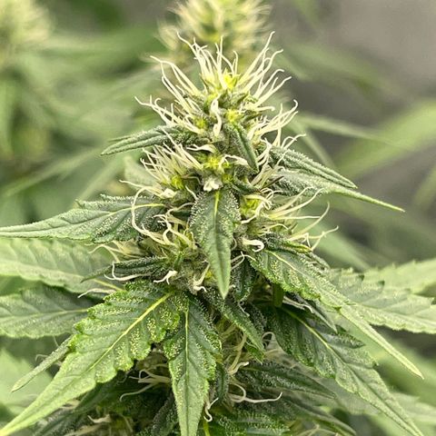 Tangerine Dream growlog timeline photo