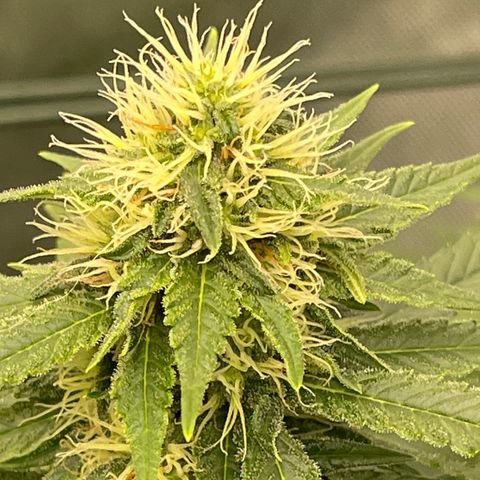 Wedding Cake growlog timeline photo