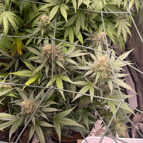 9 lbs Hammer #2 growlog timeline photo