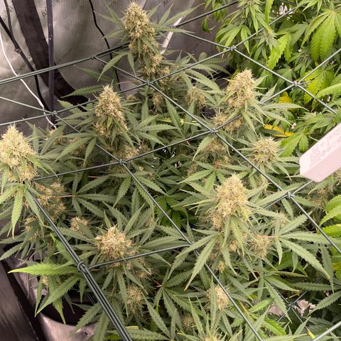 9 lbs Hammer #1 growlog timeline photo