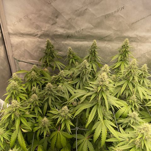 Tangerine Dream growlog timeline photo