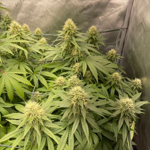 Wedding Cake growlog timeline photo