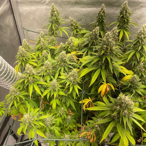 Tangerine Dream growlog timeline photo