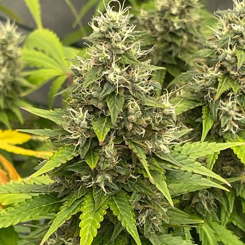Tangerine Dream growlog timeline photo