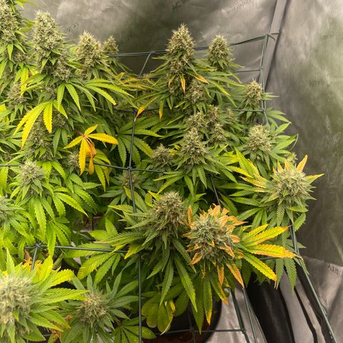 Wedding Cake growlog timeline photo