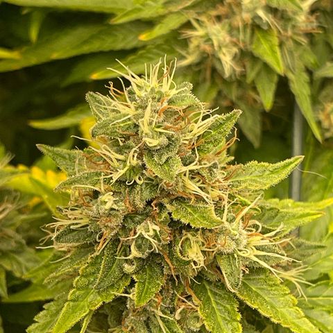 Wedding Cake growlog timeline photo