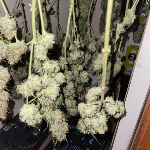 9 lbs Hammer #2 growlog timeline photo