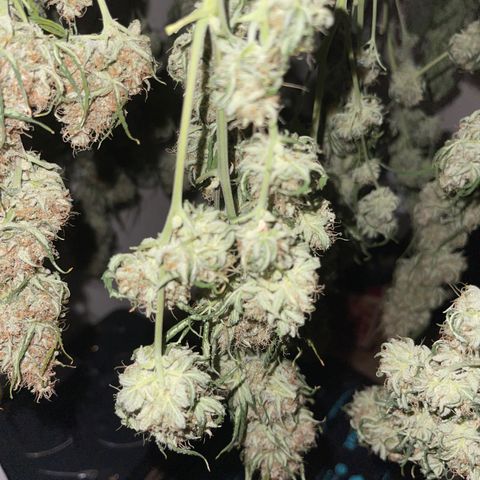 9 lbs Hammer #2 growlog timeline photo