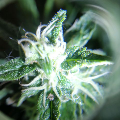 Quick1 pequeña growlog timeline photo